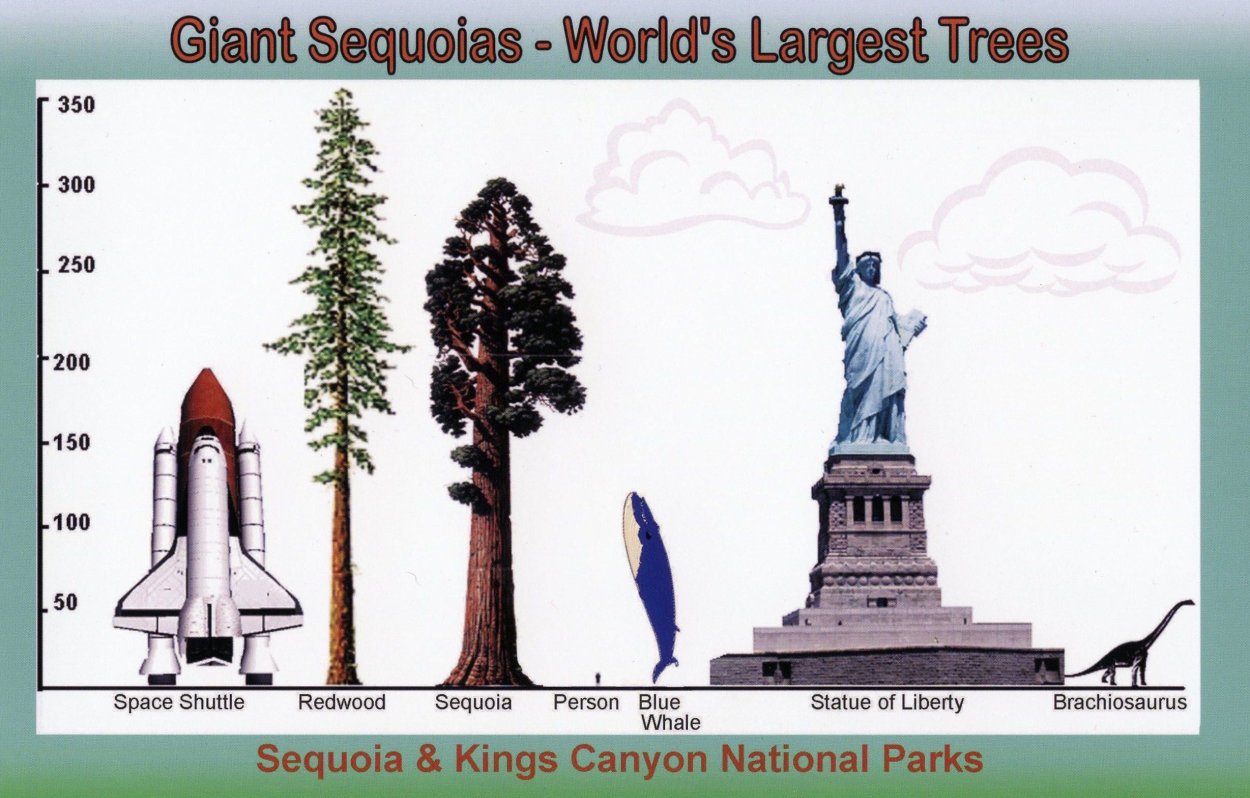 Баобаб лес Мадагаскар