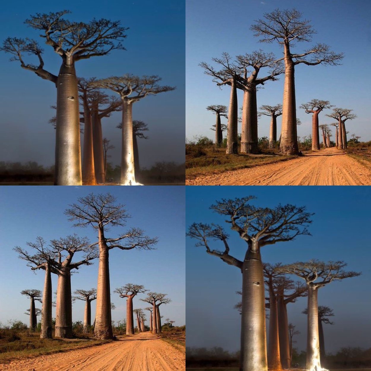 Секвойя - многолетнее дерево