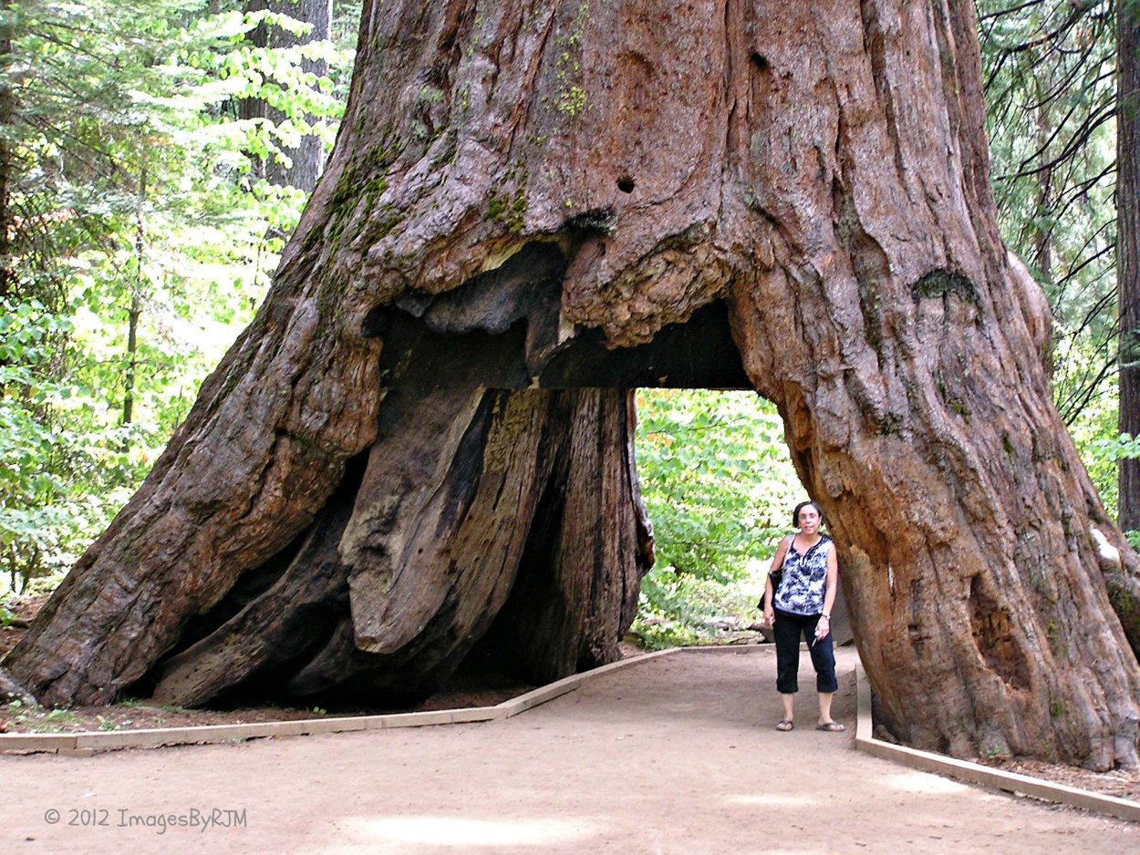 Царство растений баобаб