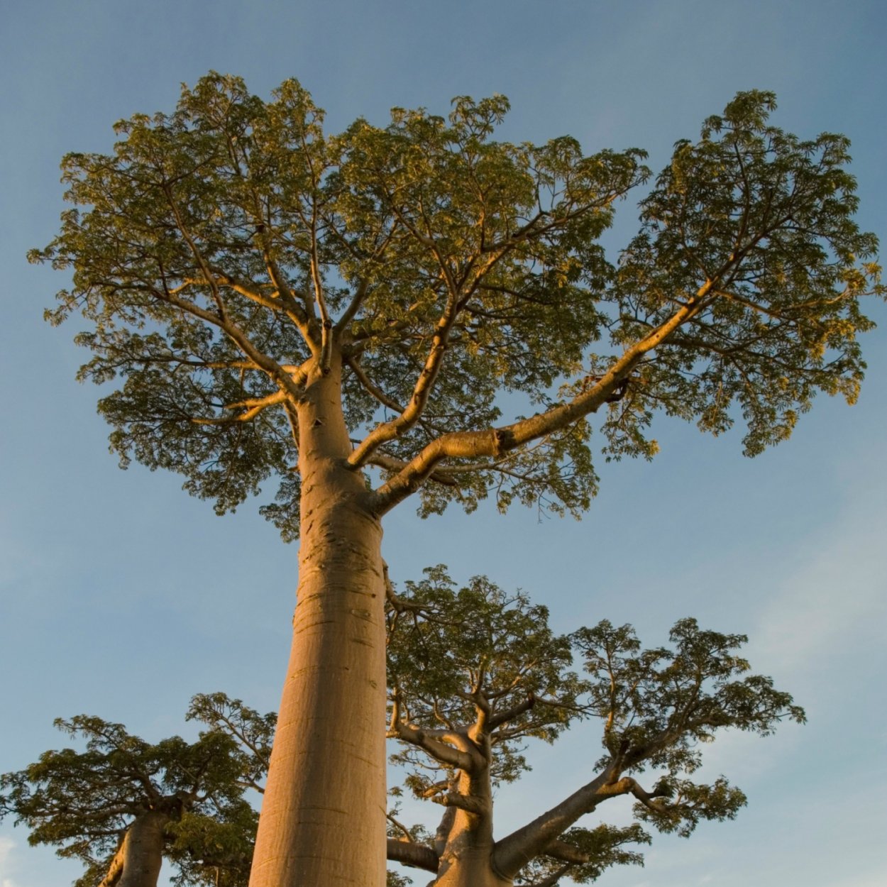 Самое высокое растение в мире Секвойя