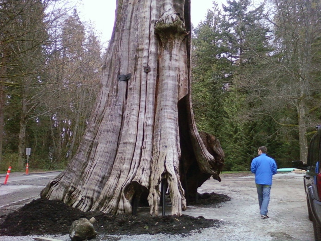 Секвойя вечнозелёная