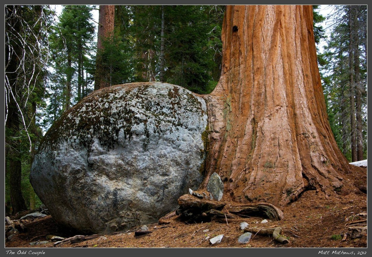 Гигантская Секвойя тоннель