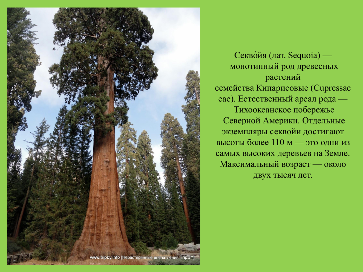 Секвойя хвоя