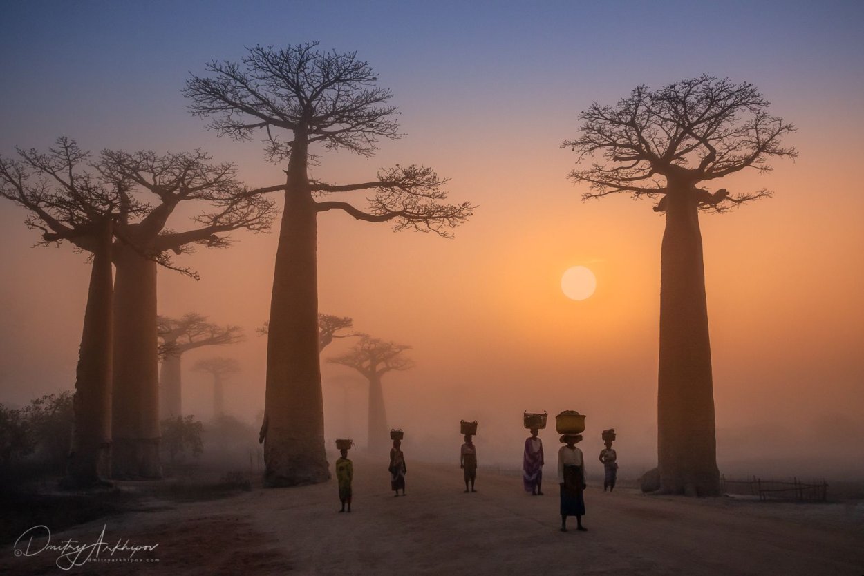 Адансония пальчатая (баобаб пальчатый)