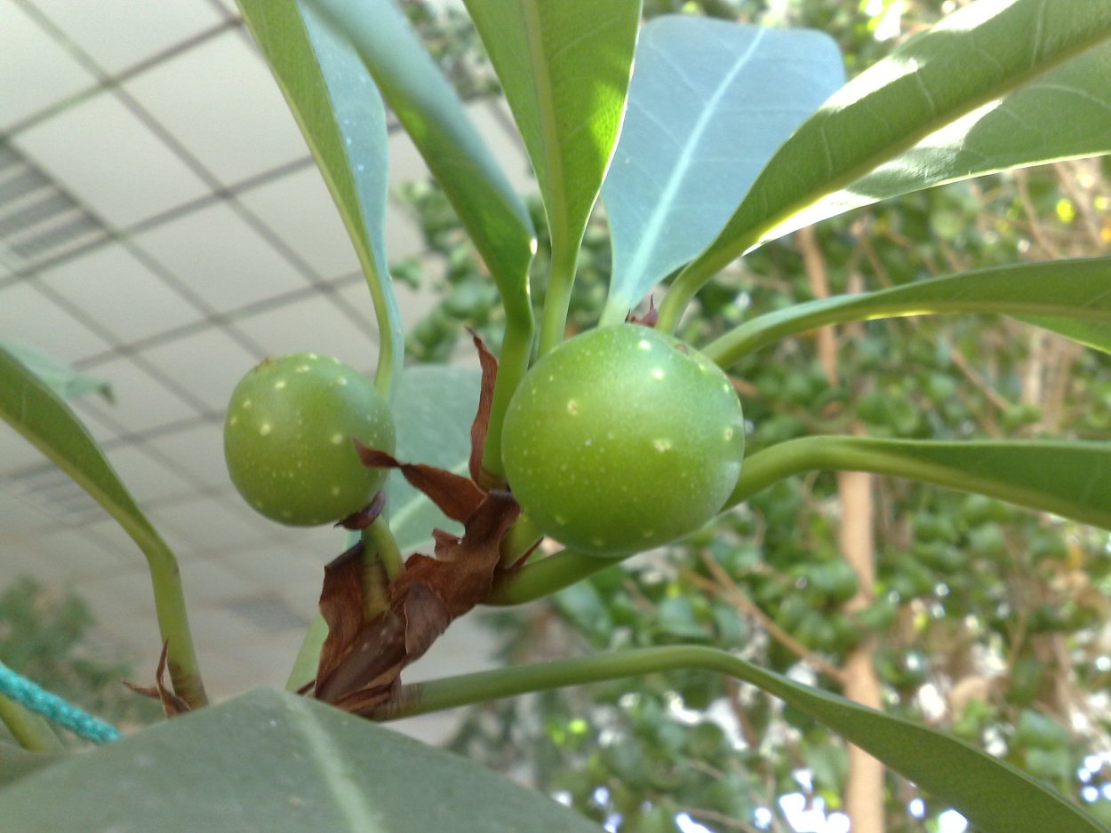 Ficus cyathistipula плоды