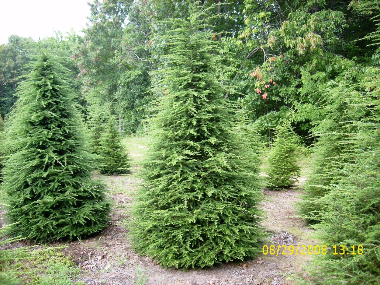 Тсуга саммер Сноу