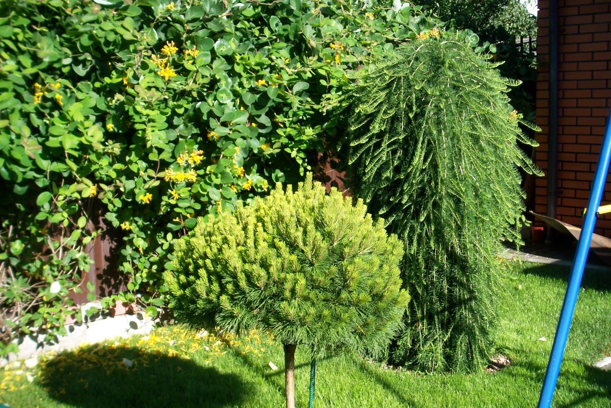 Туя Глаука Глобоза