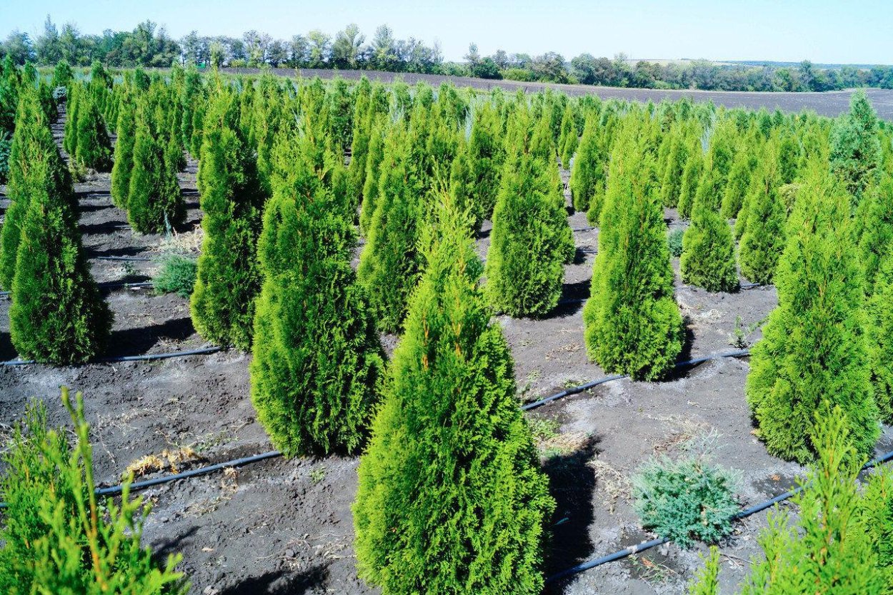 Кипарис нутканский Пендула Аргента