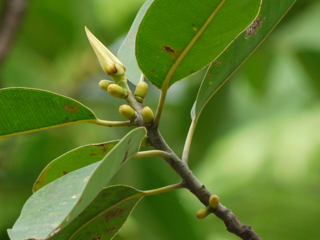Фикус стреловидный