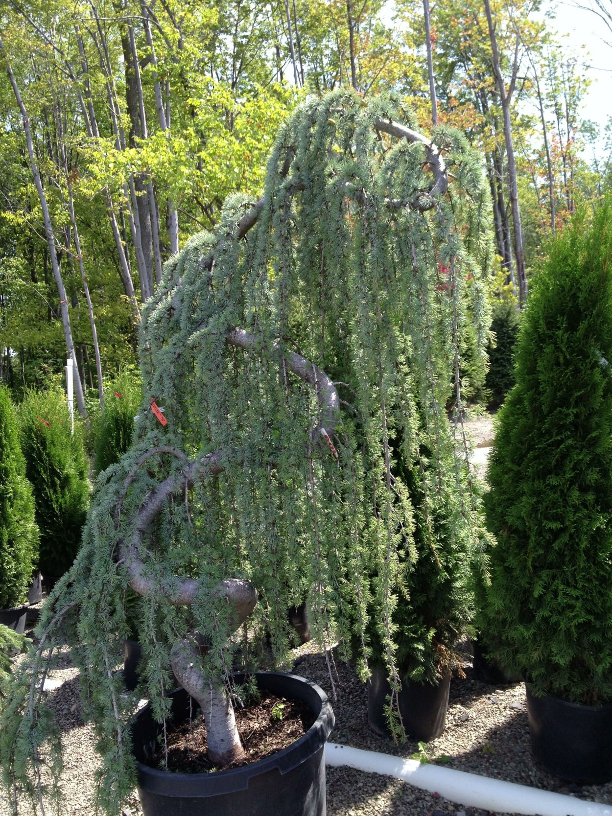 Туя Западная pendula