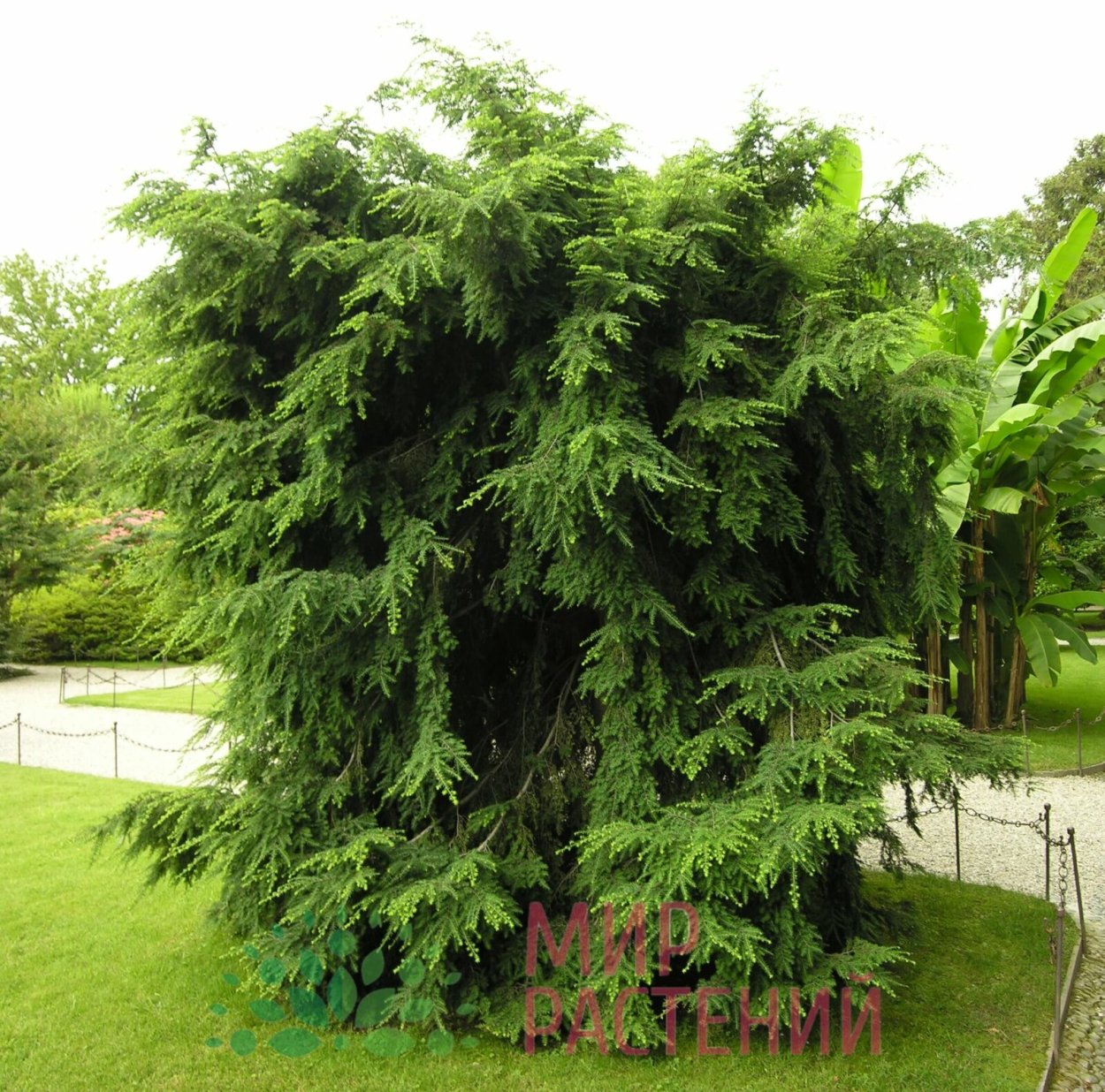 Тсуга канадская Пендула