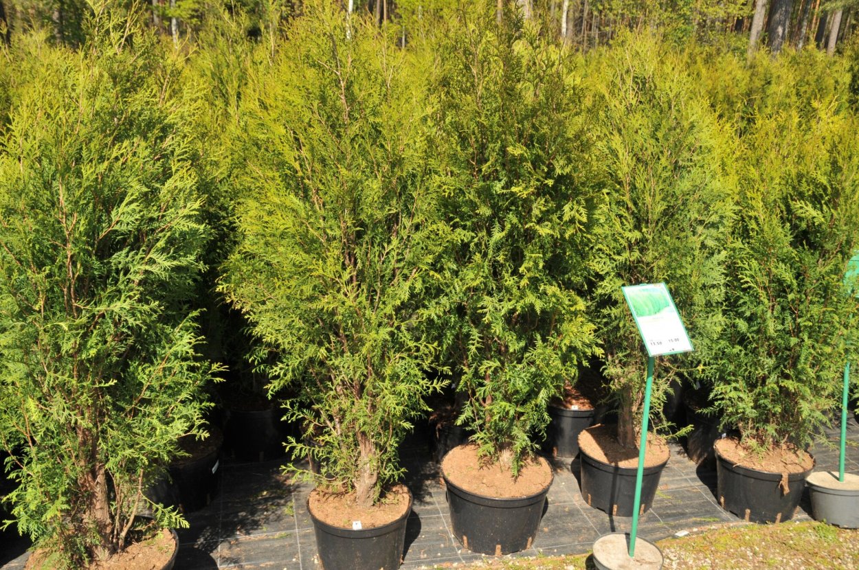 Туя Даника изгородь