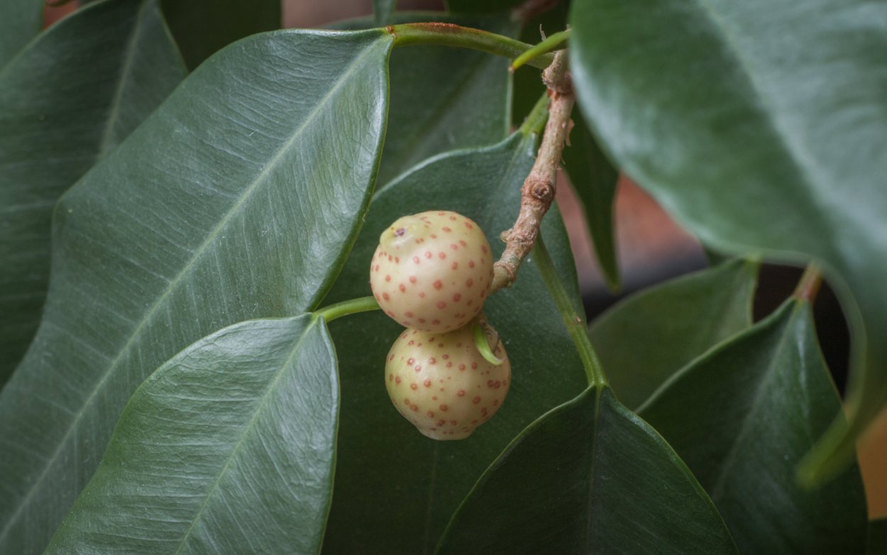Фикус религиозный плоды