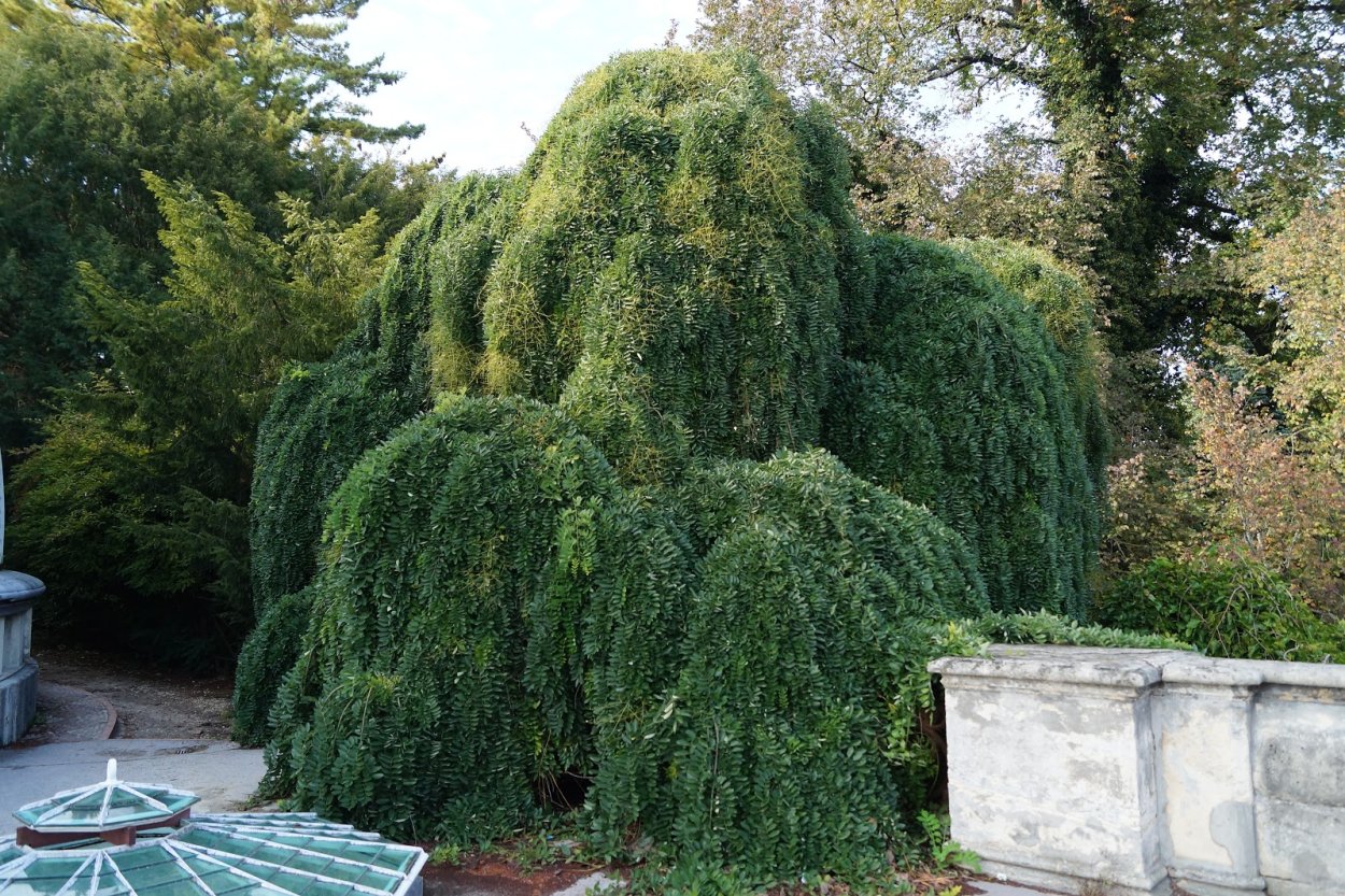 Тсуга кустовая канадская