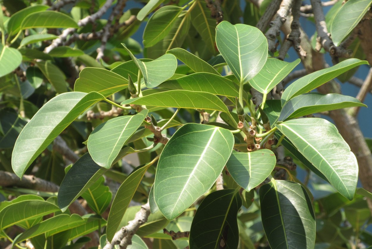 Ficus altissima Blume