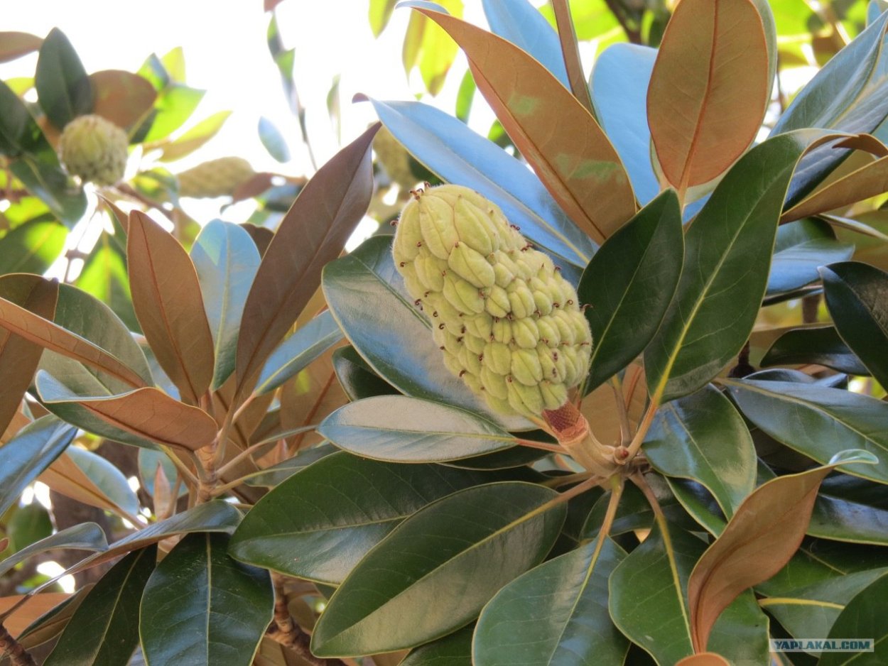 Фикус Магнолия