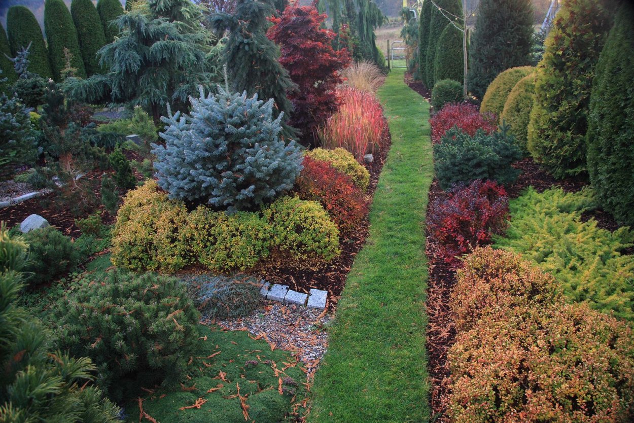 Туя складчатая Випкорд