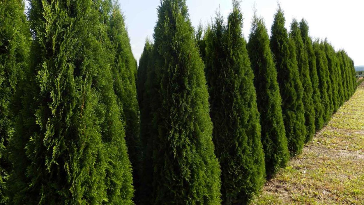 Кипарис нутканский Пендула Аргента