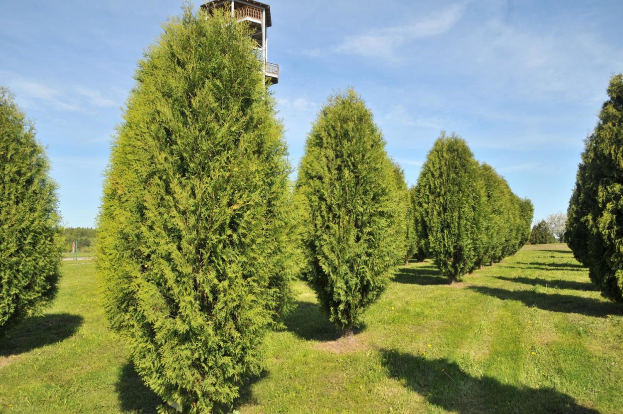 Ель обыкновенная ‘inversa’ Инверса