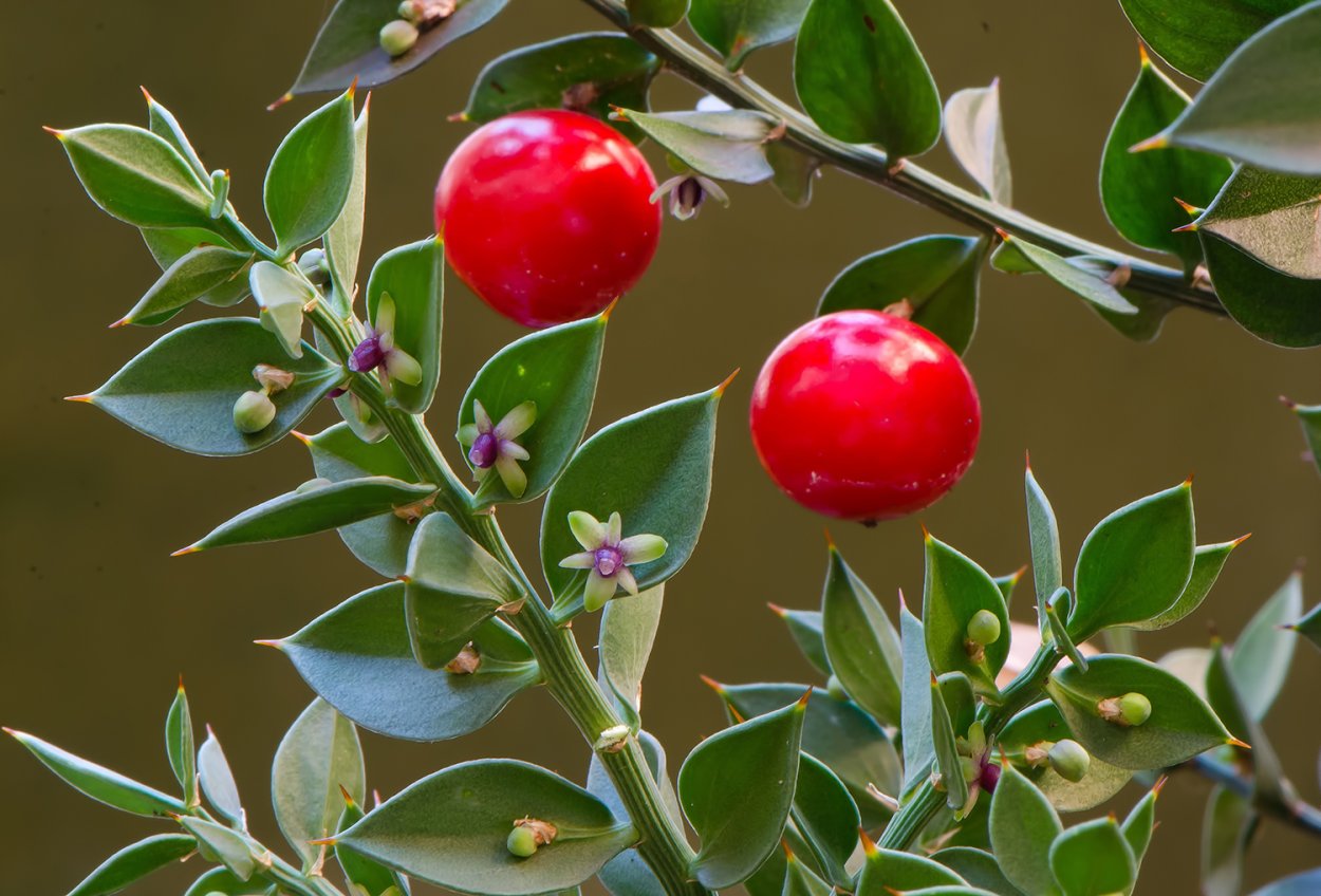 Ruscus aculeatus