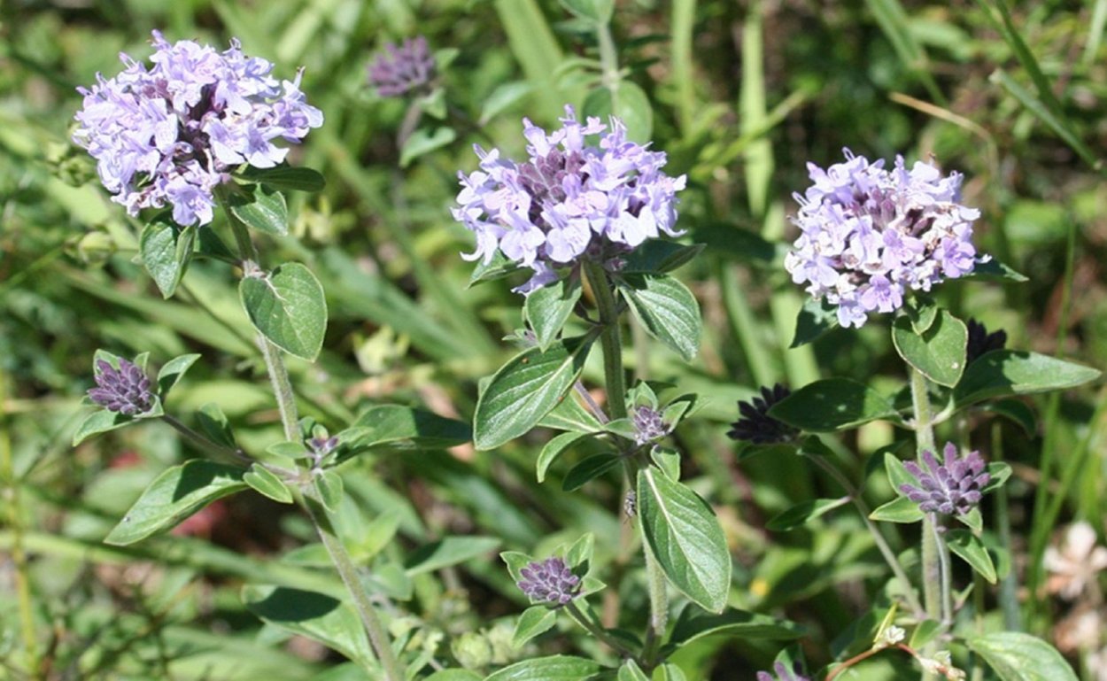 Зизифора Алтайская