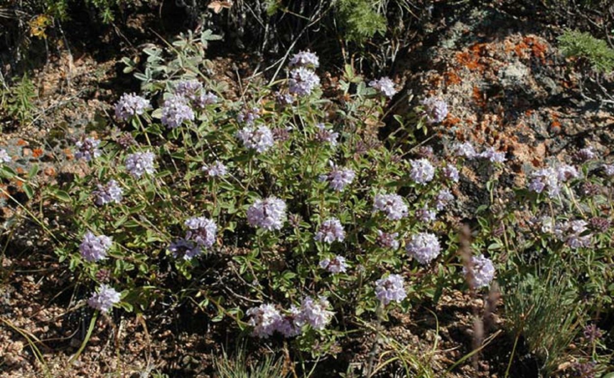 Ziziphora serpyllacea