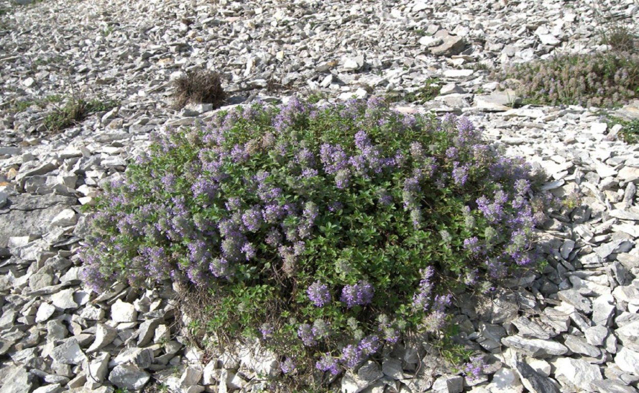 Зизифора пахучковидная