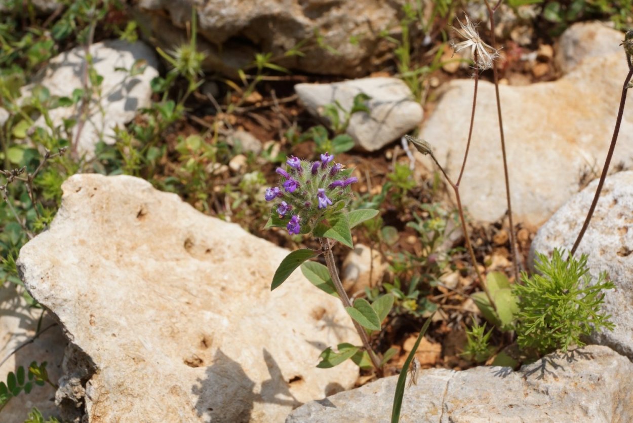 Зизифора Алтайская