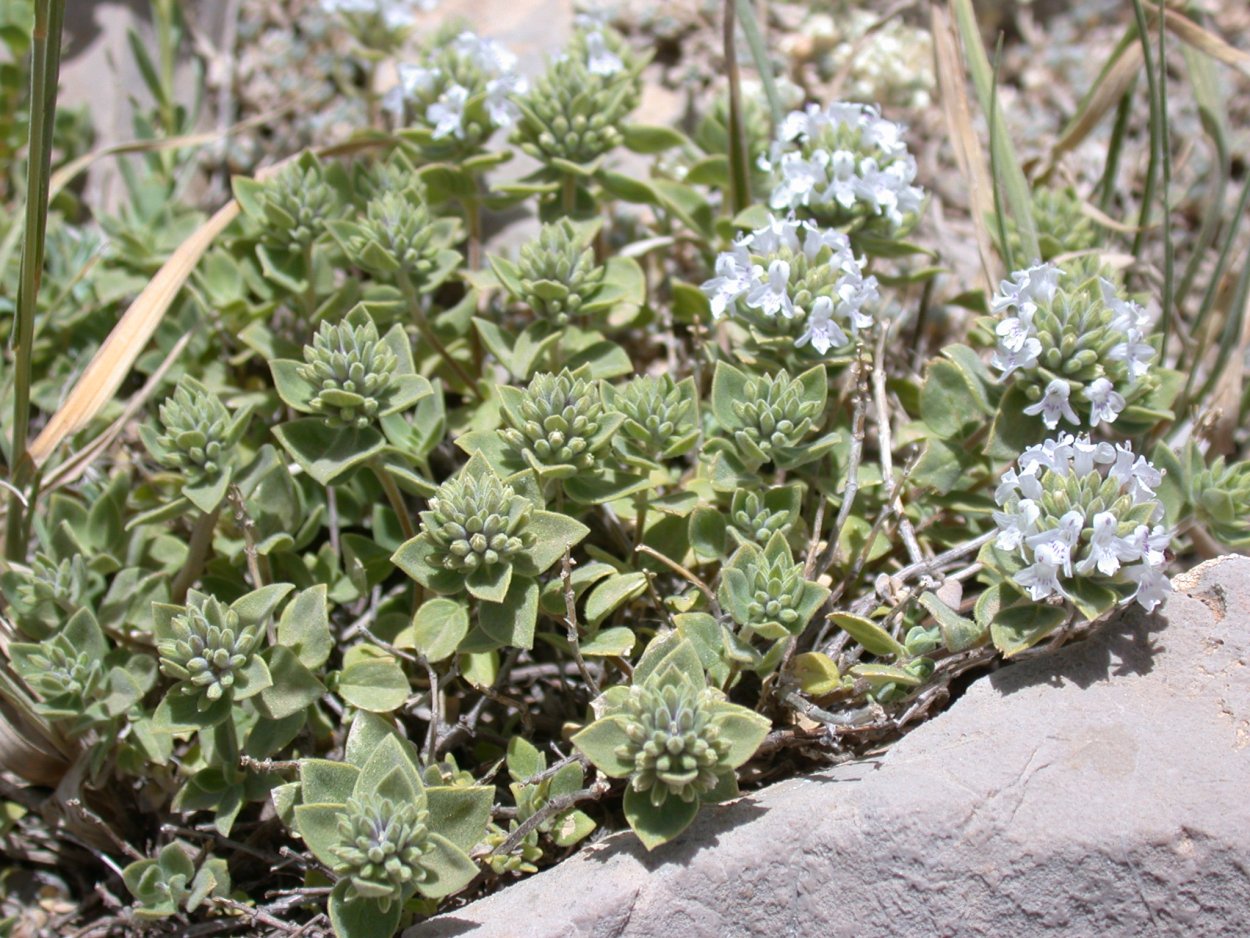 Зизифора Алтайская