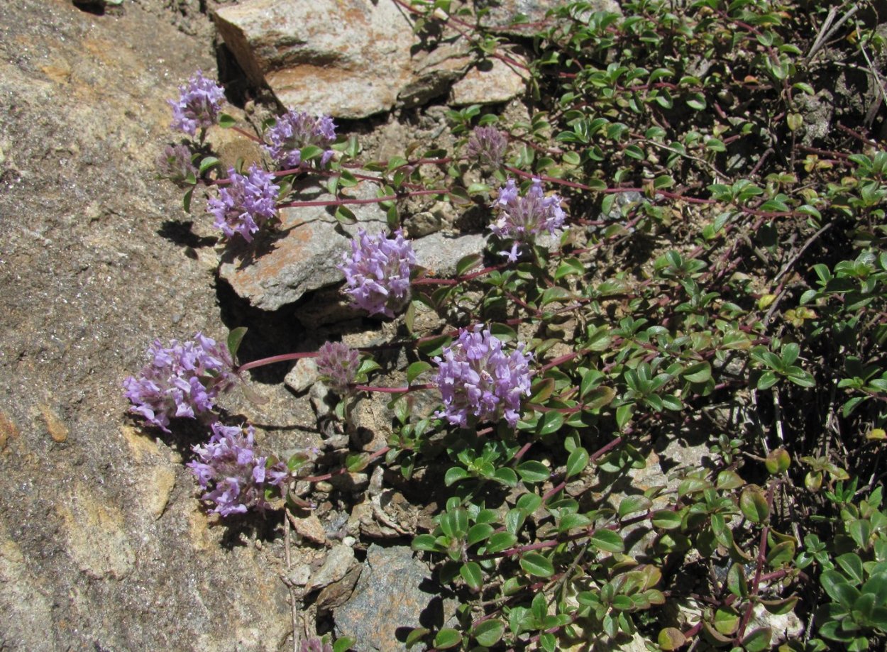 Зизифора головчатая