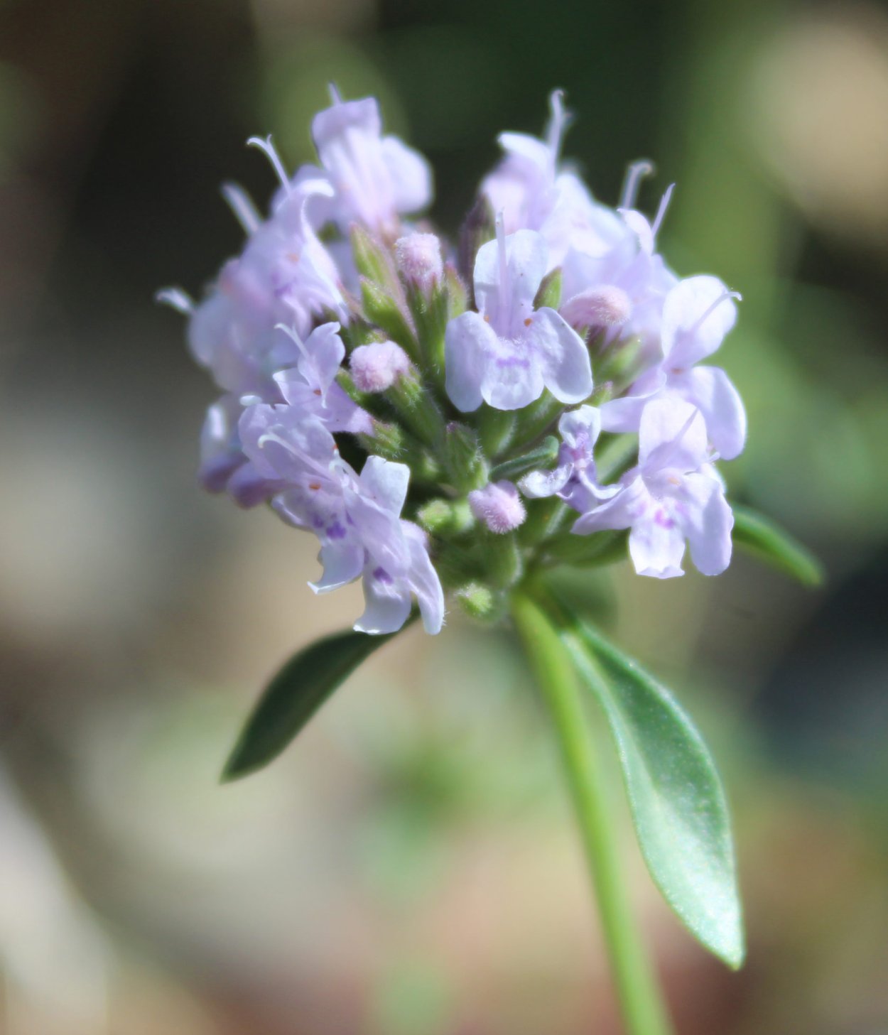 Зизифора Алтайская