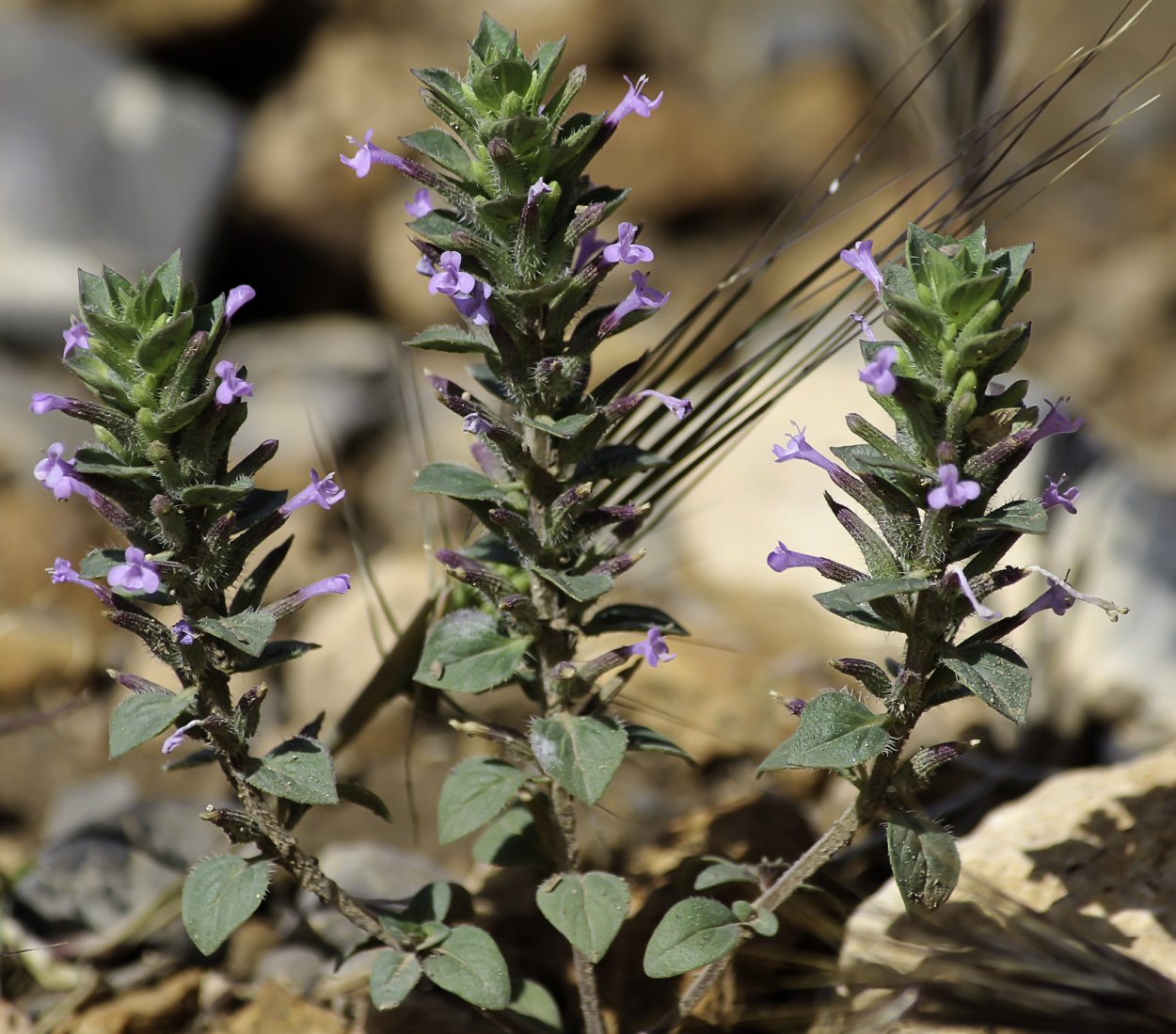 Алтайские травы зизифора
