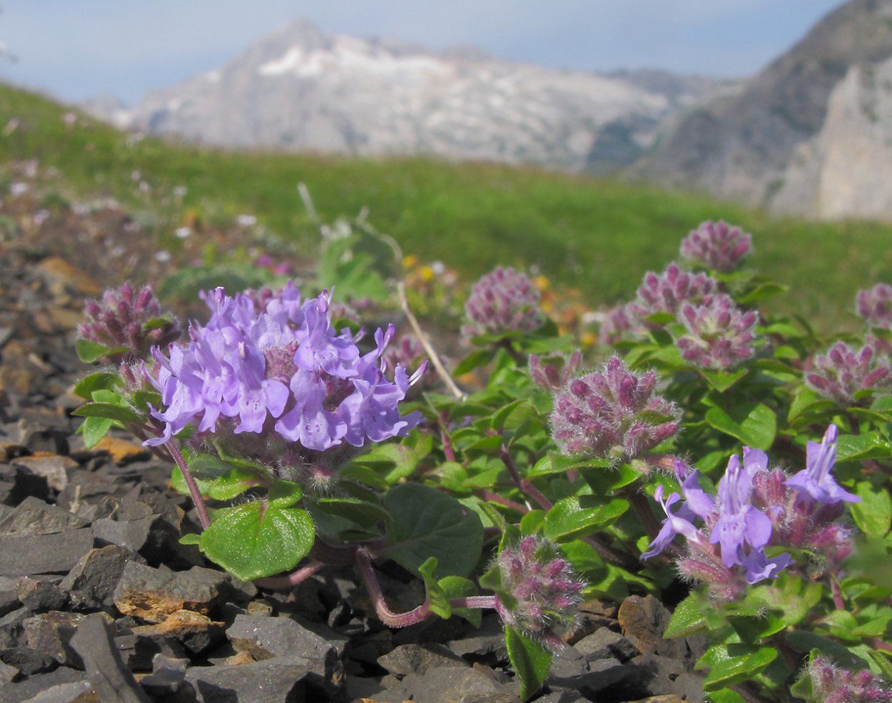 Плантариум Росток
