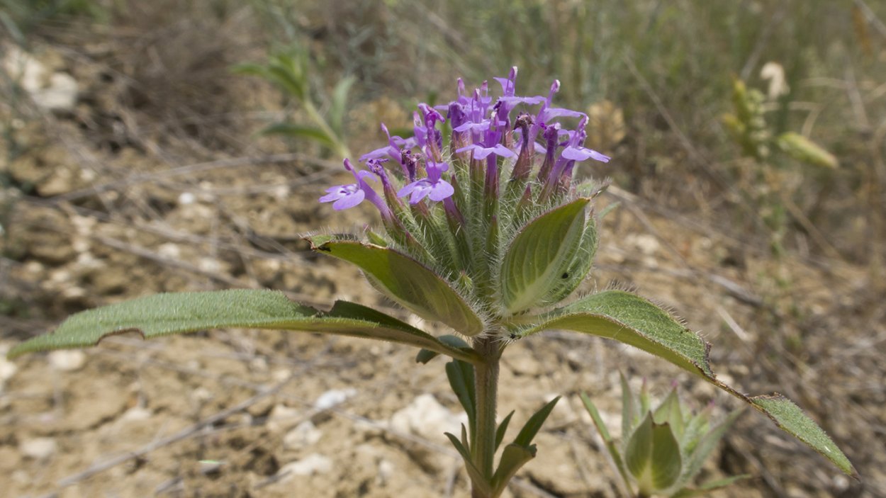 Зизифора Горная мята