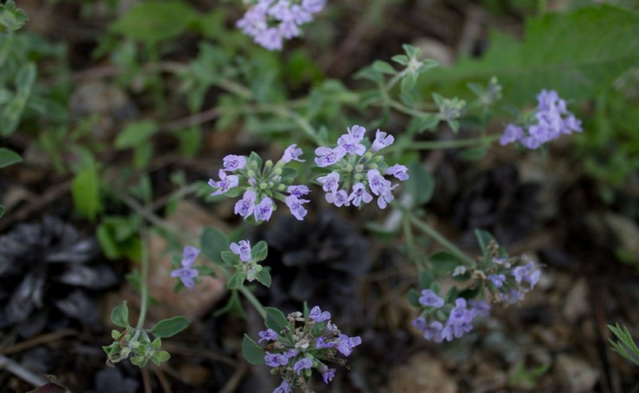 Зизифора короткочашечная