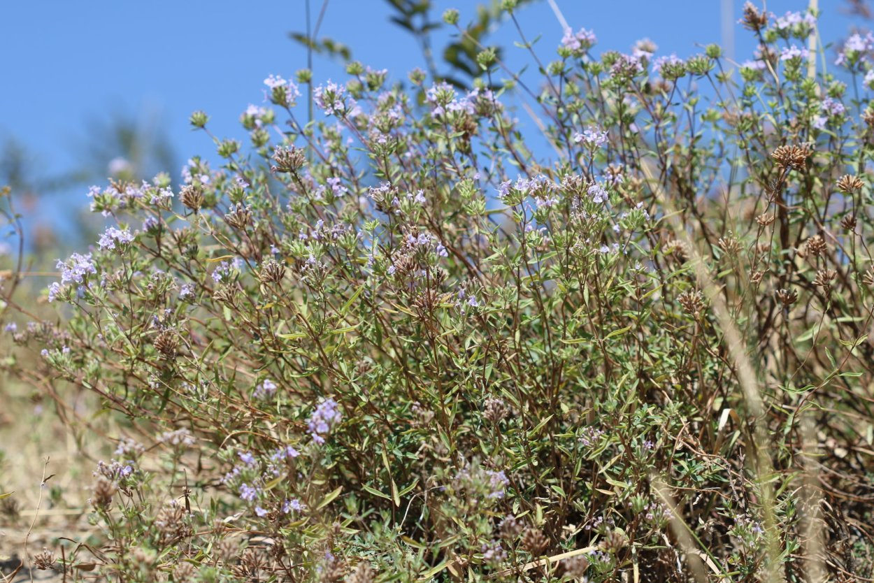 Зизифора Горная мята