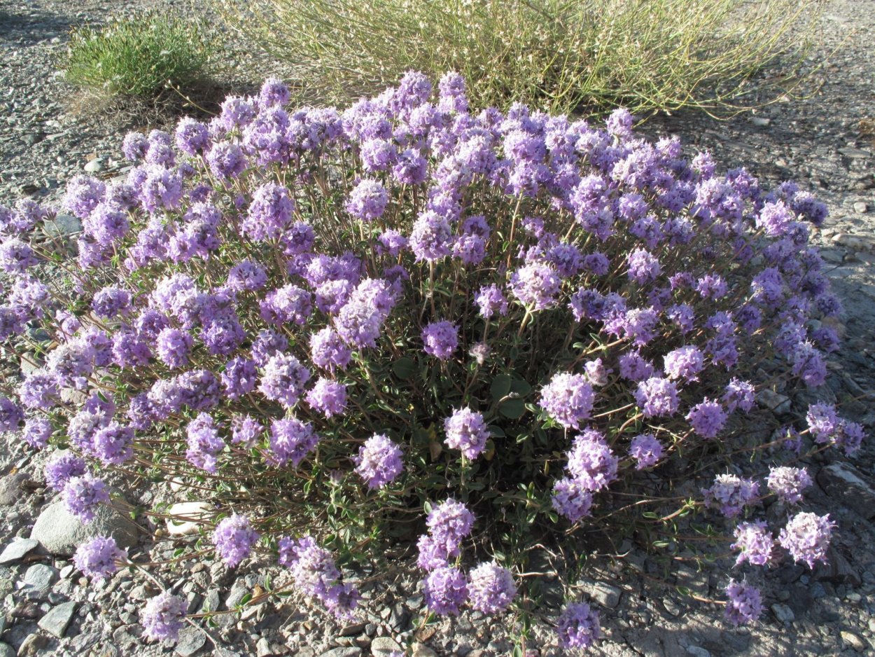 Зизифора Алтайская