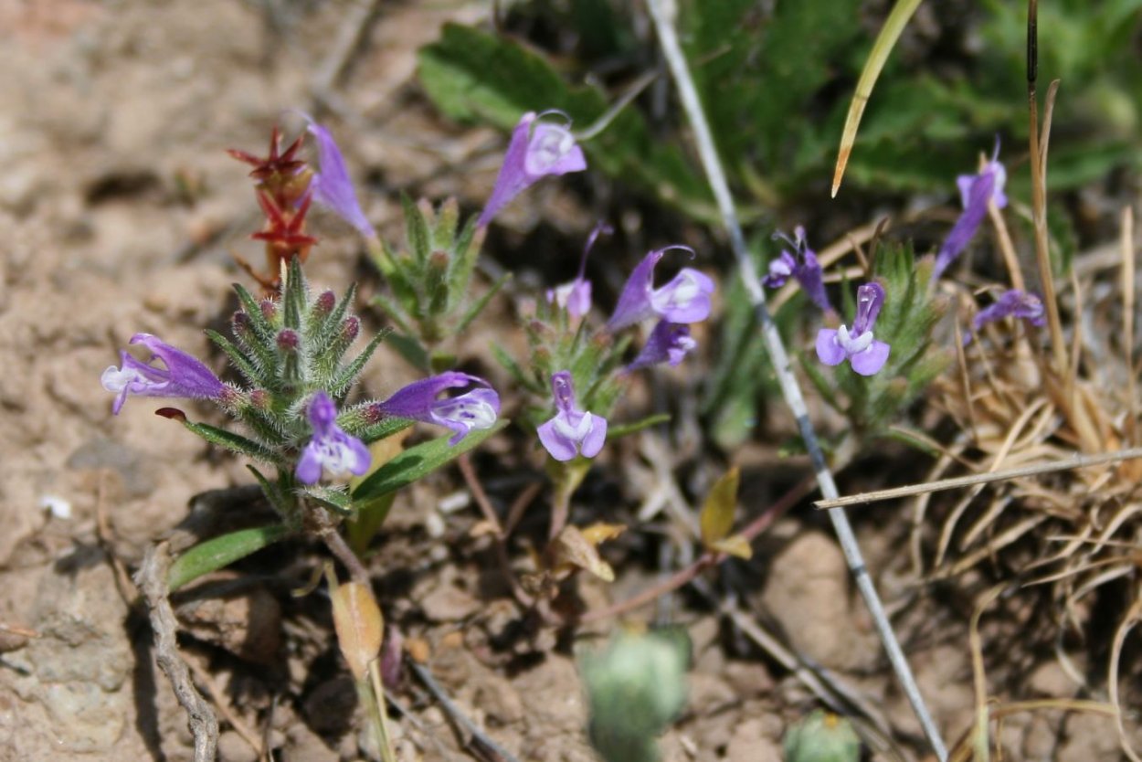 Зизифора Алтайская