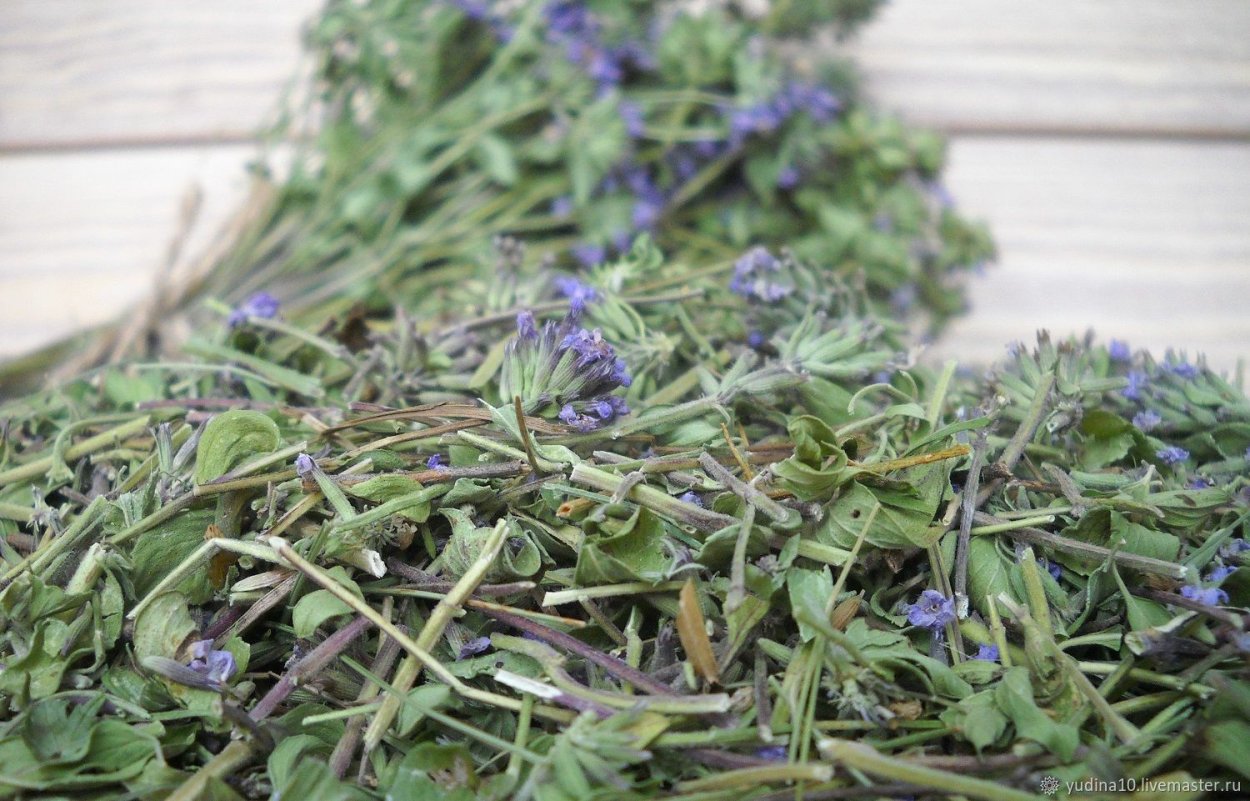 Зизифора Алтайская