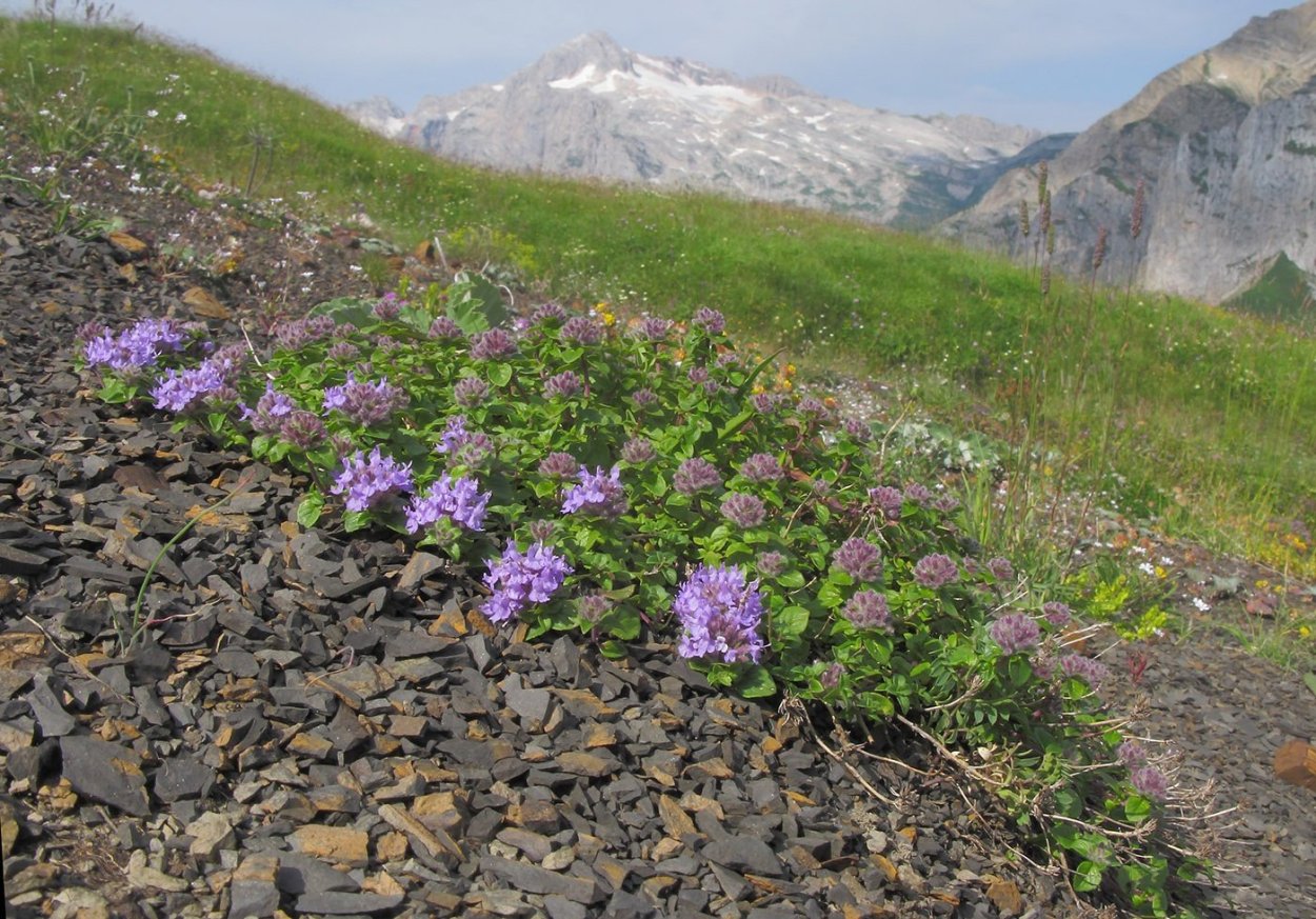 Зизифора пахучковидная