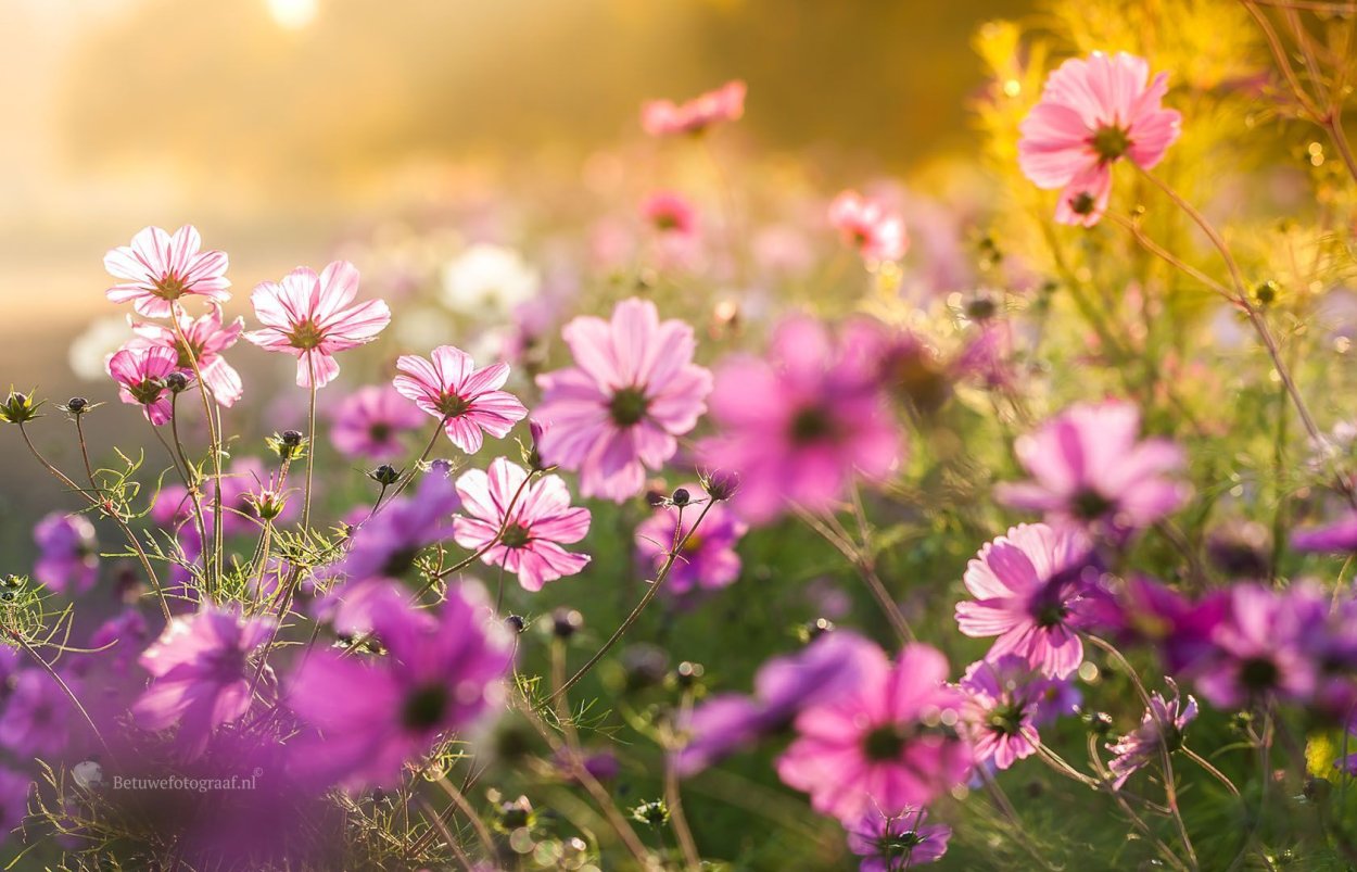 Поле космеи