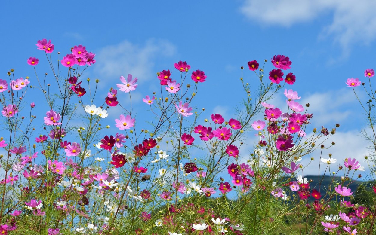 Поле цветы космея