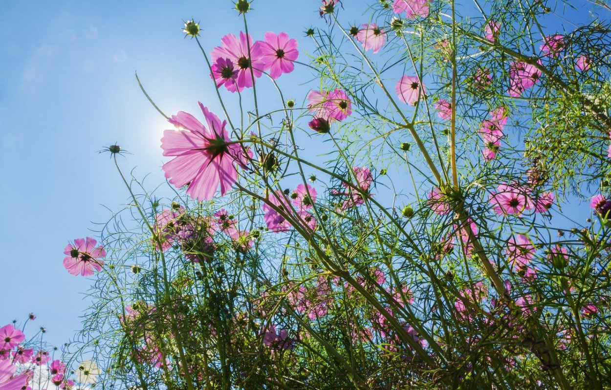 Цветы космос розовая мечта Семко