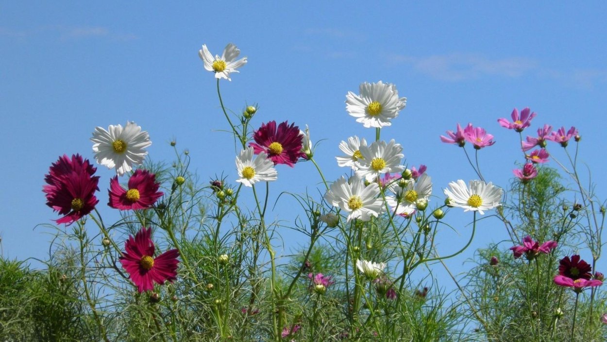 Космея глиссандо