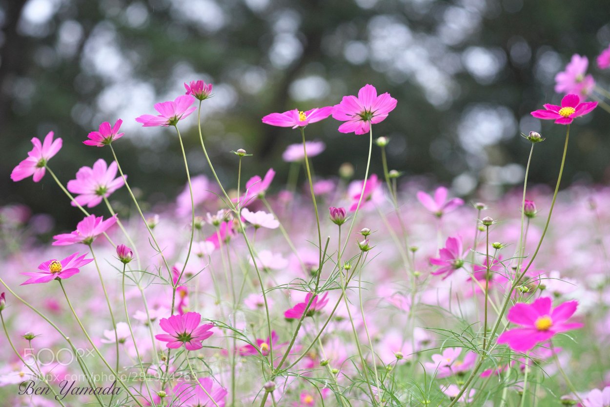 Полевые цветы космея