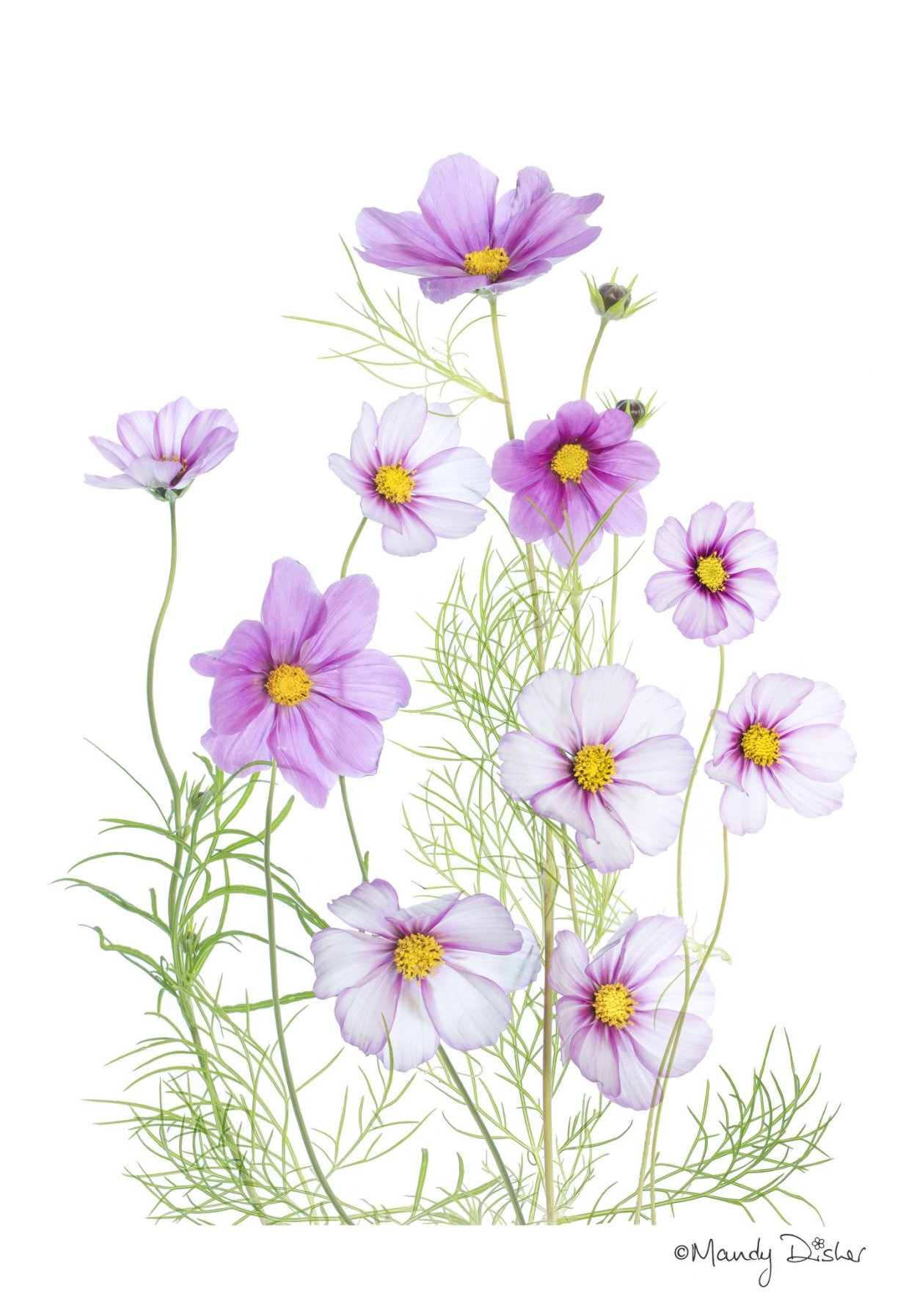 Ботаническая живопись акварелью космея