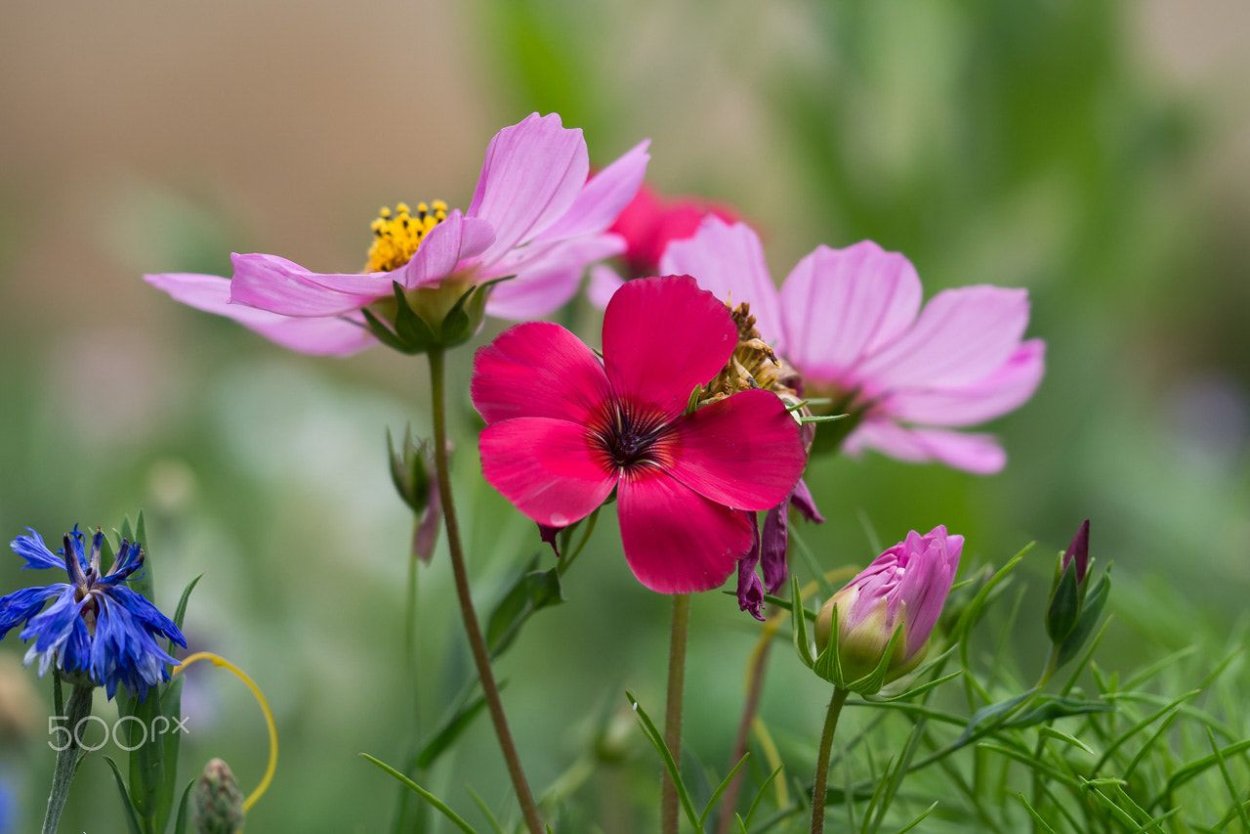 Космея сбоку