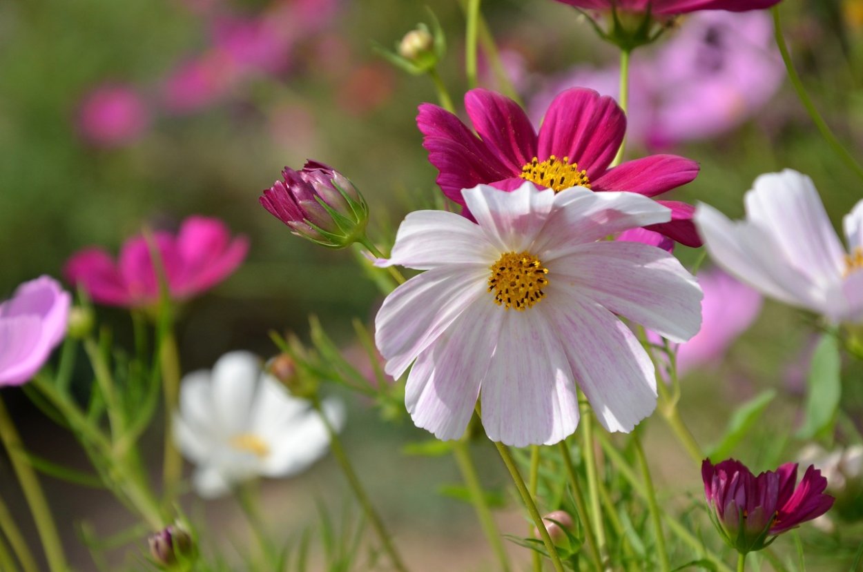 Цветы космея сенсация