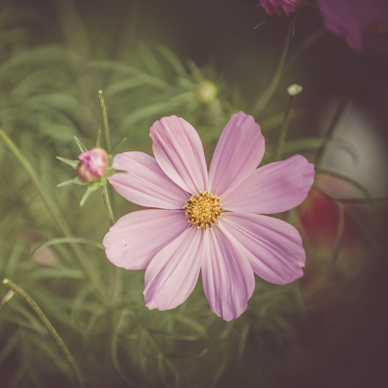 Космея мадмуазель