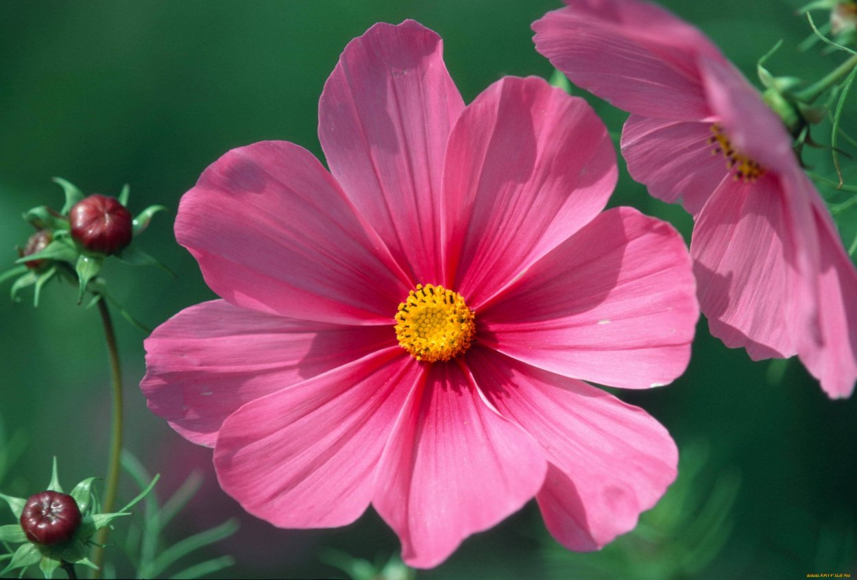 Космея мандарин